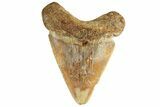 Serrated, Juvenile Fossil Megalodon Tooth From Angola - Unusual Location #258551-1